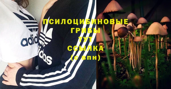 стаф Каменногорск